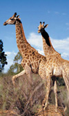 Giraffen.jpg (30102 Byte)